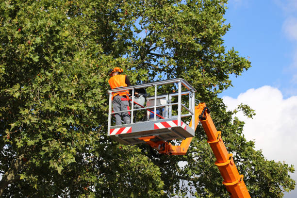 Best Tree Removal Services  in Monroeville, PA